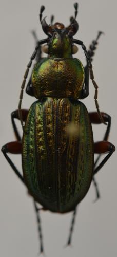 Réf. 273 213 : Carabus arvensis
